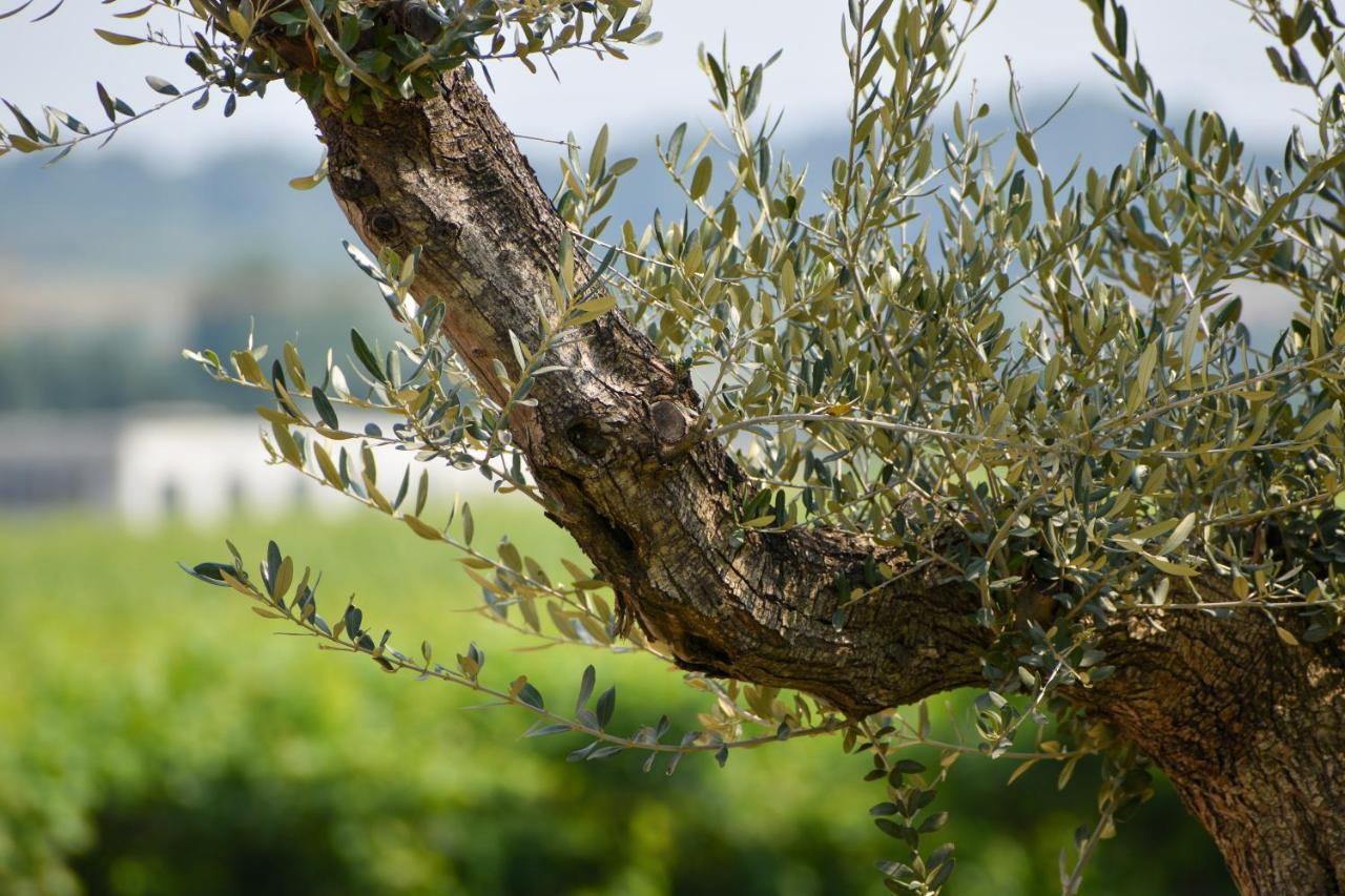 Bed And Breakfast Le Giale Castelnuovo del Garda Bagian luar foto
